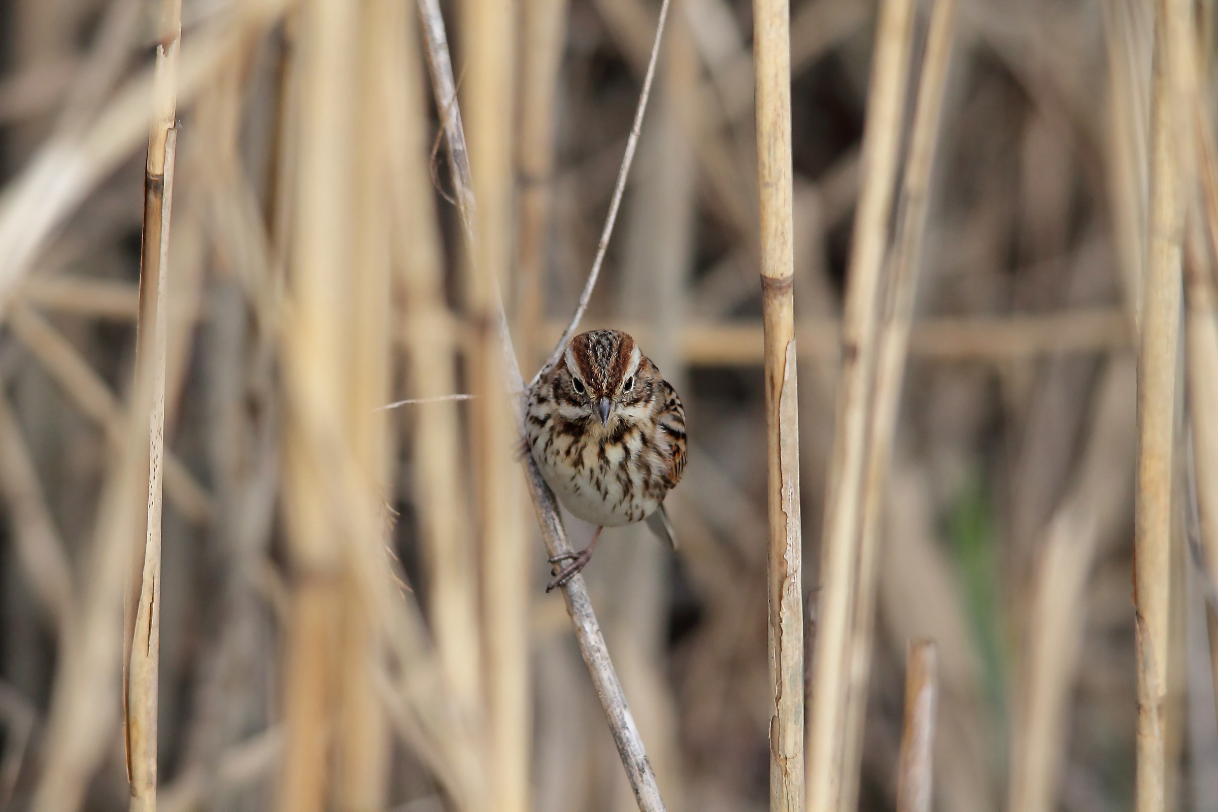 reed bunting