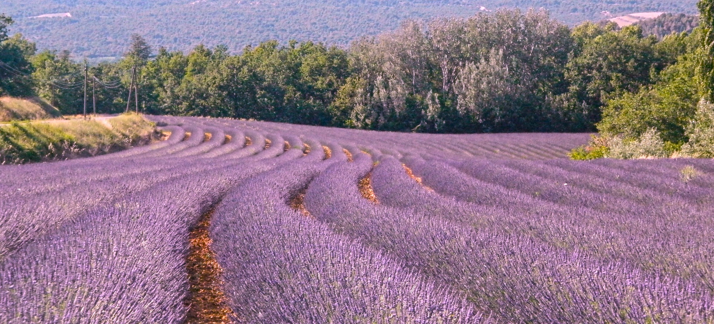 lavender provence