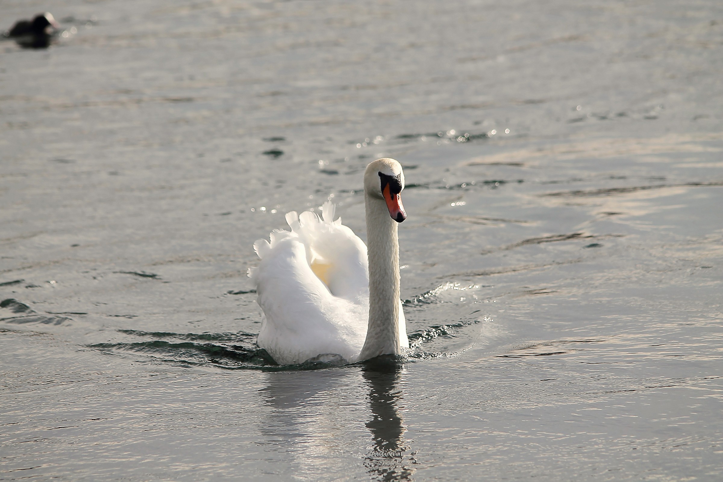swan
