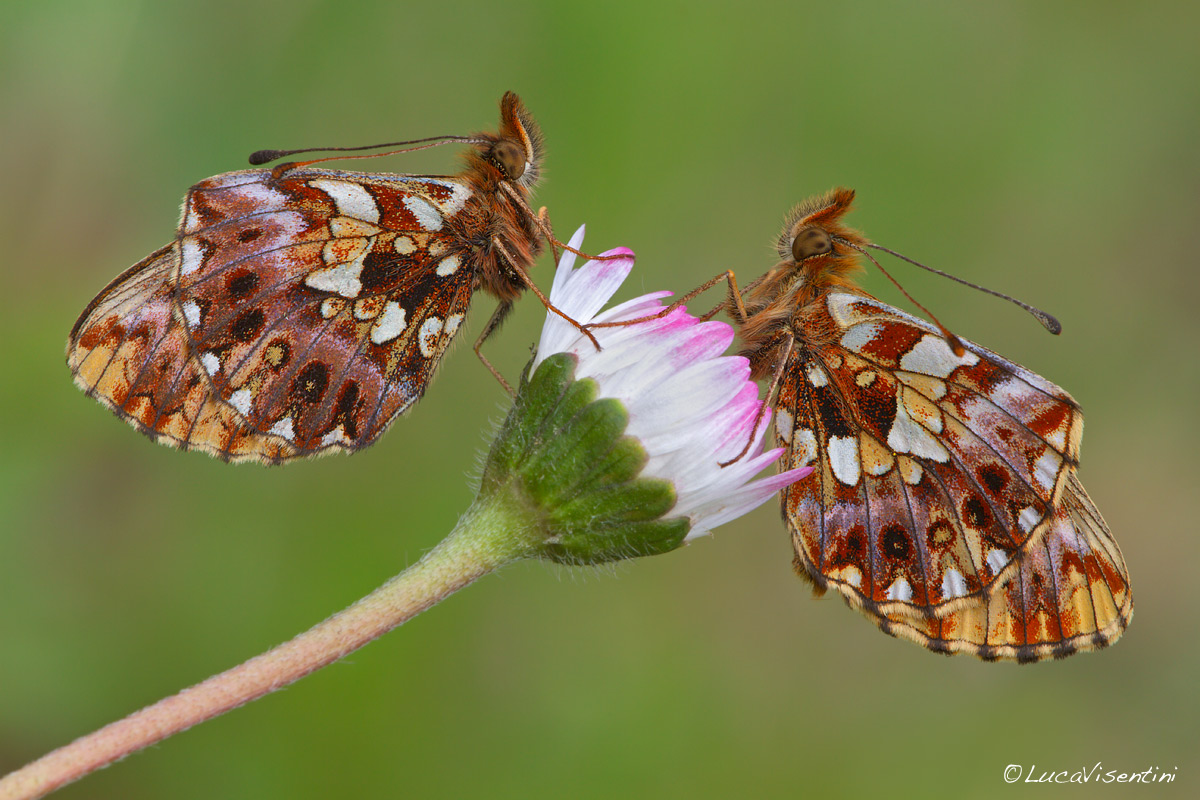 Boloria give