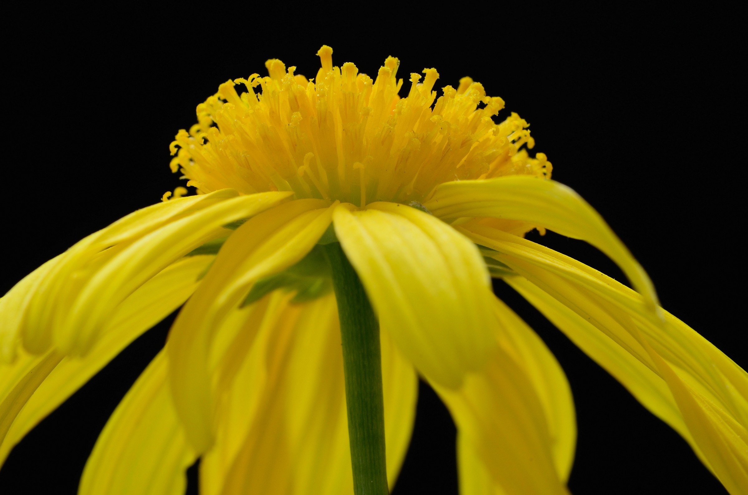 In yellow painted yellow.