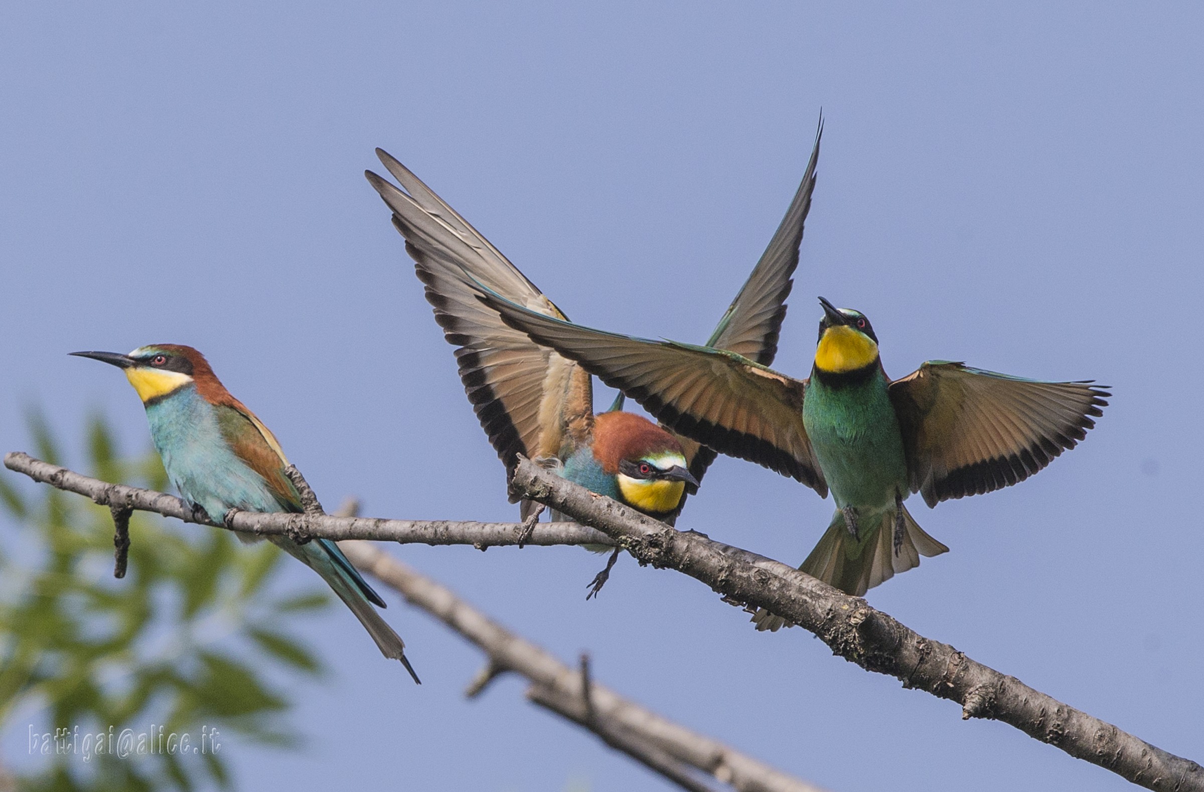 Bee-eaters