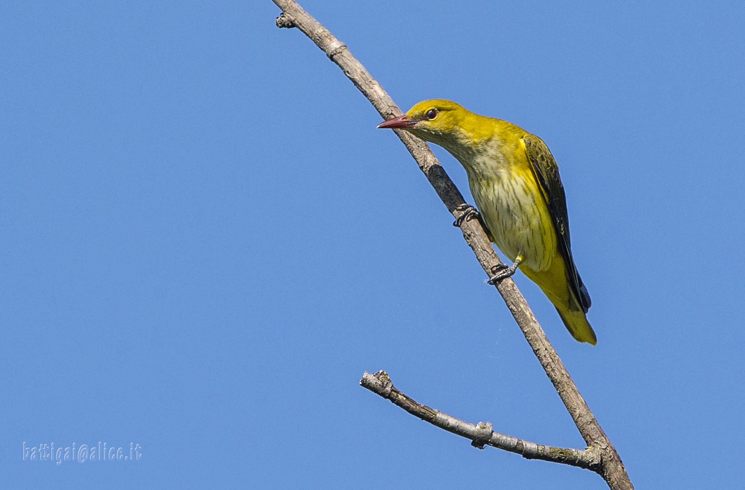 Female oriole