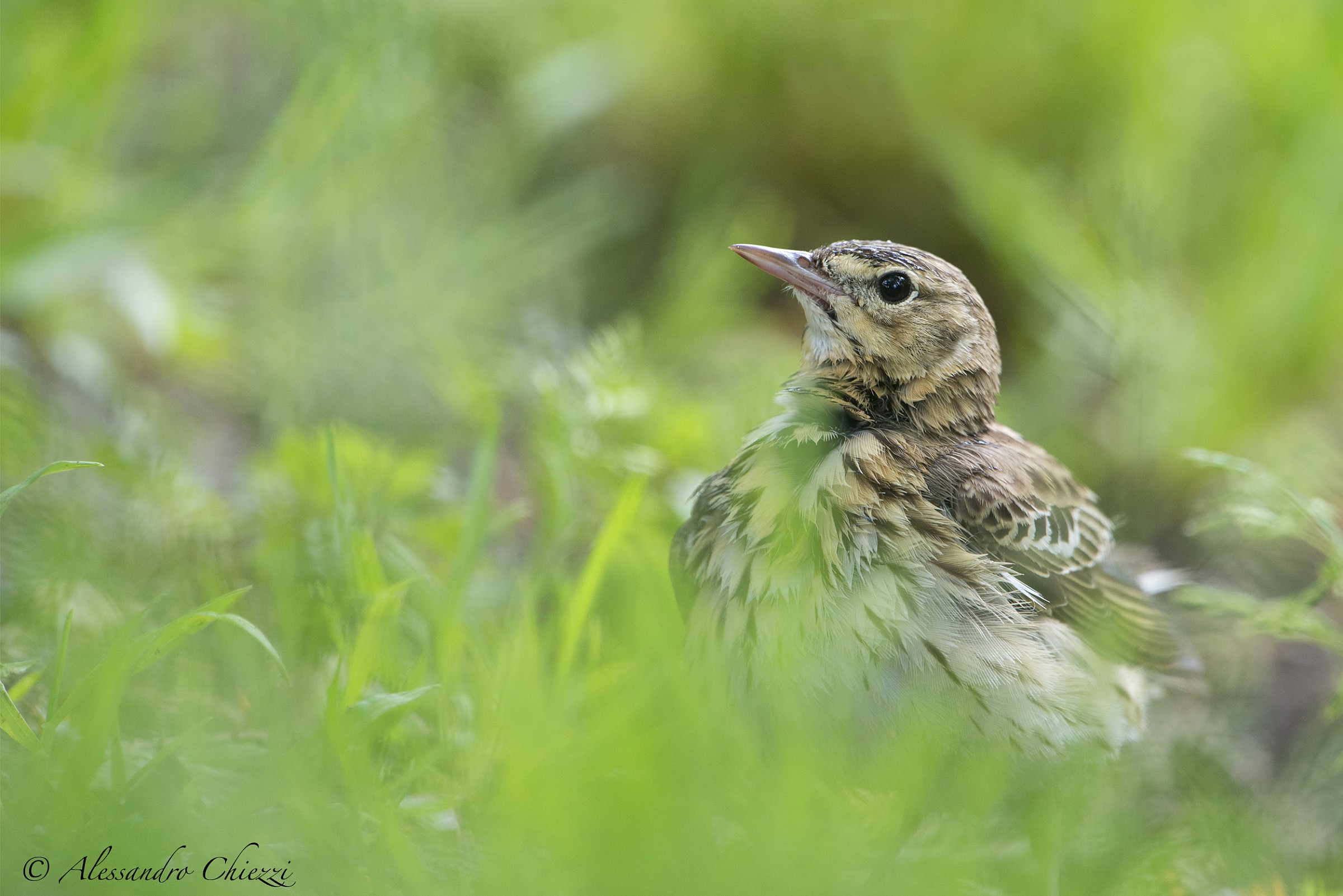 A pipit among the flowers