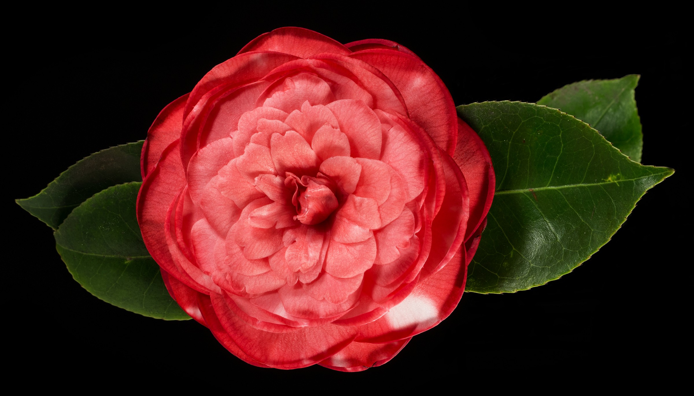 Camellia Japonica