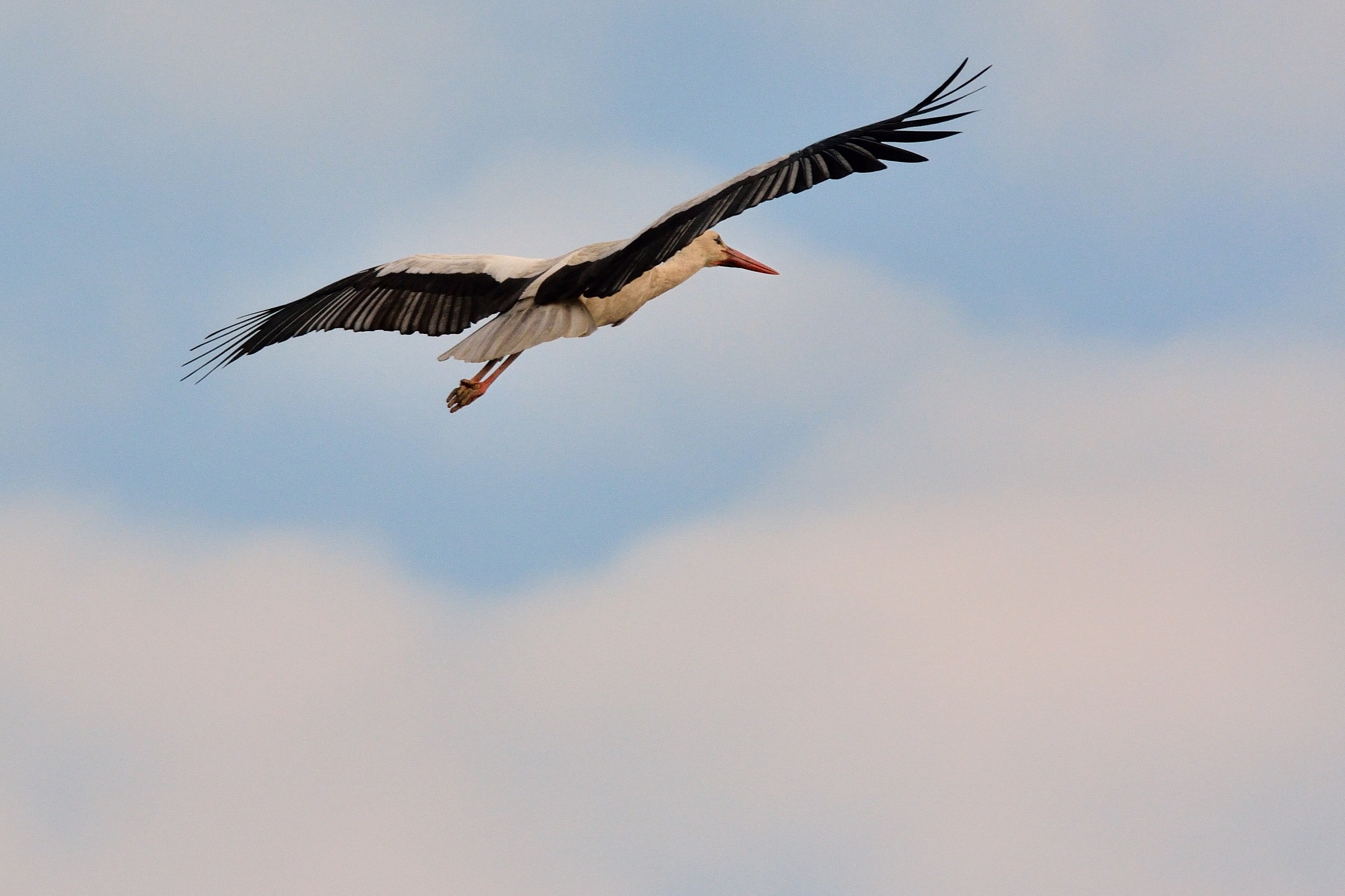 Cicogna tedesca in transito...