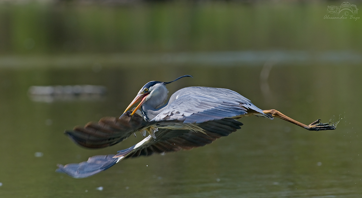 Airone cenerino con preda