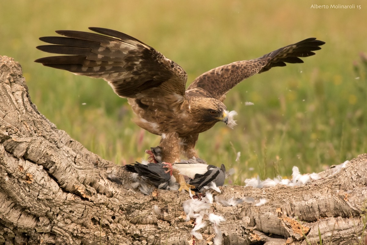 Aquila Minore Maschio (fase scura)