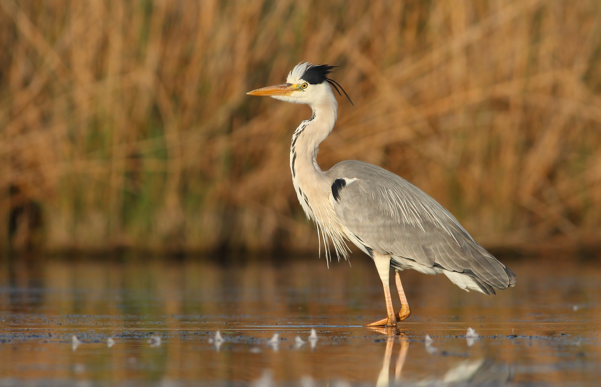 Grey Heron