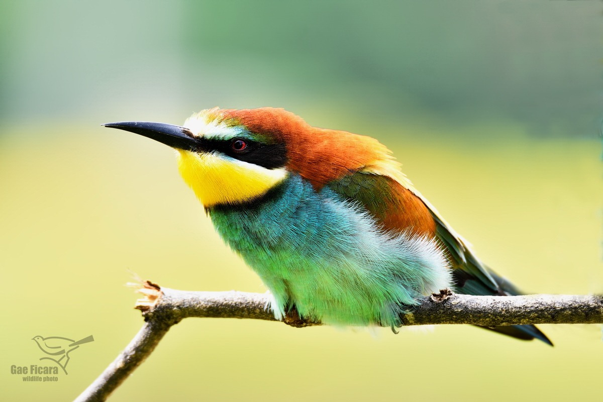 waiting for the boy ...