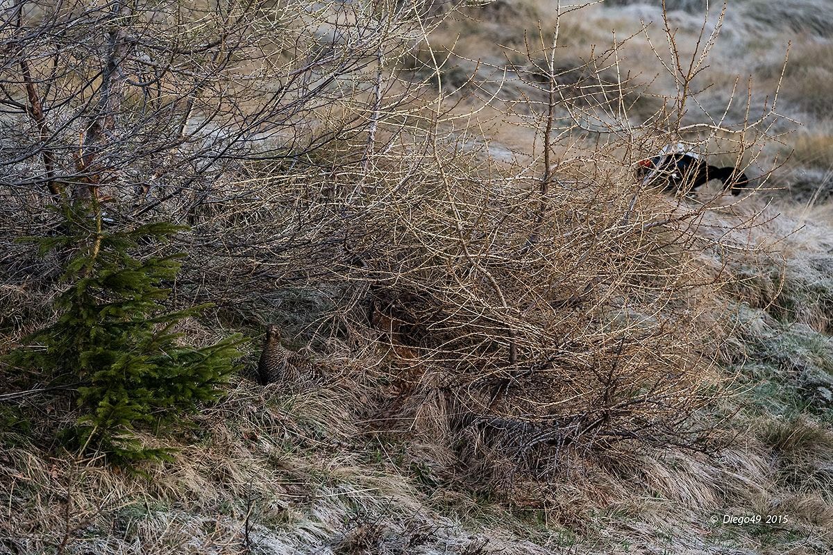 Il motivo del contendere