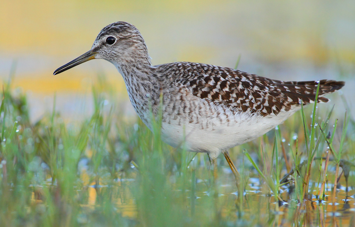 Wood Sandpiper
