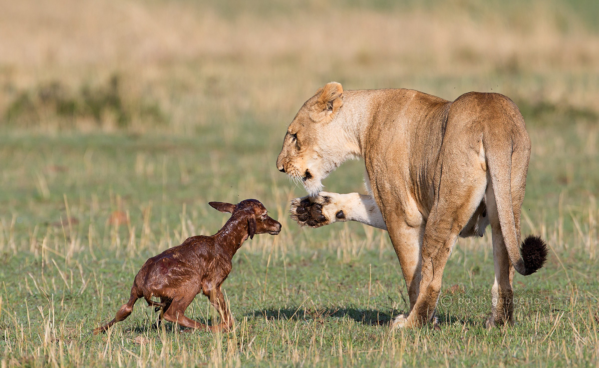 Leonessa e piccolo di Topi