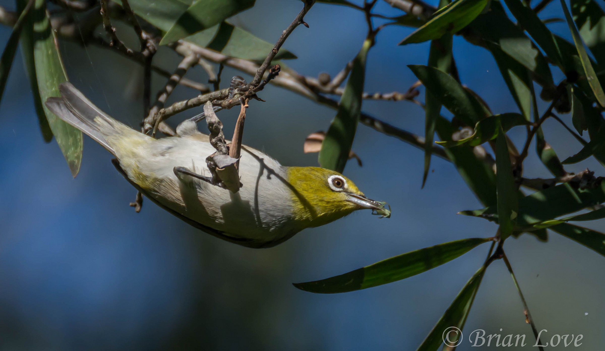 Silvereye