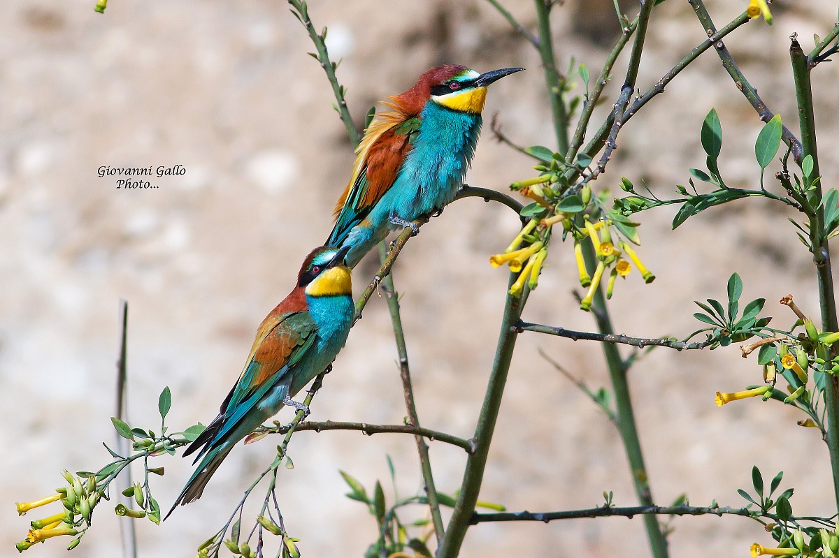 Gruccioni (Merops Apiaster)