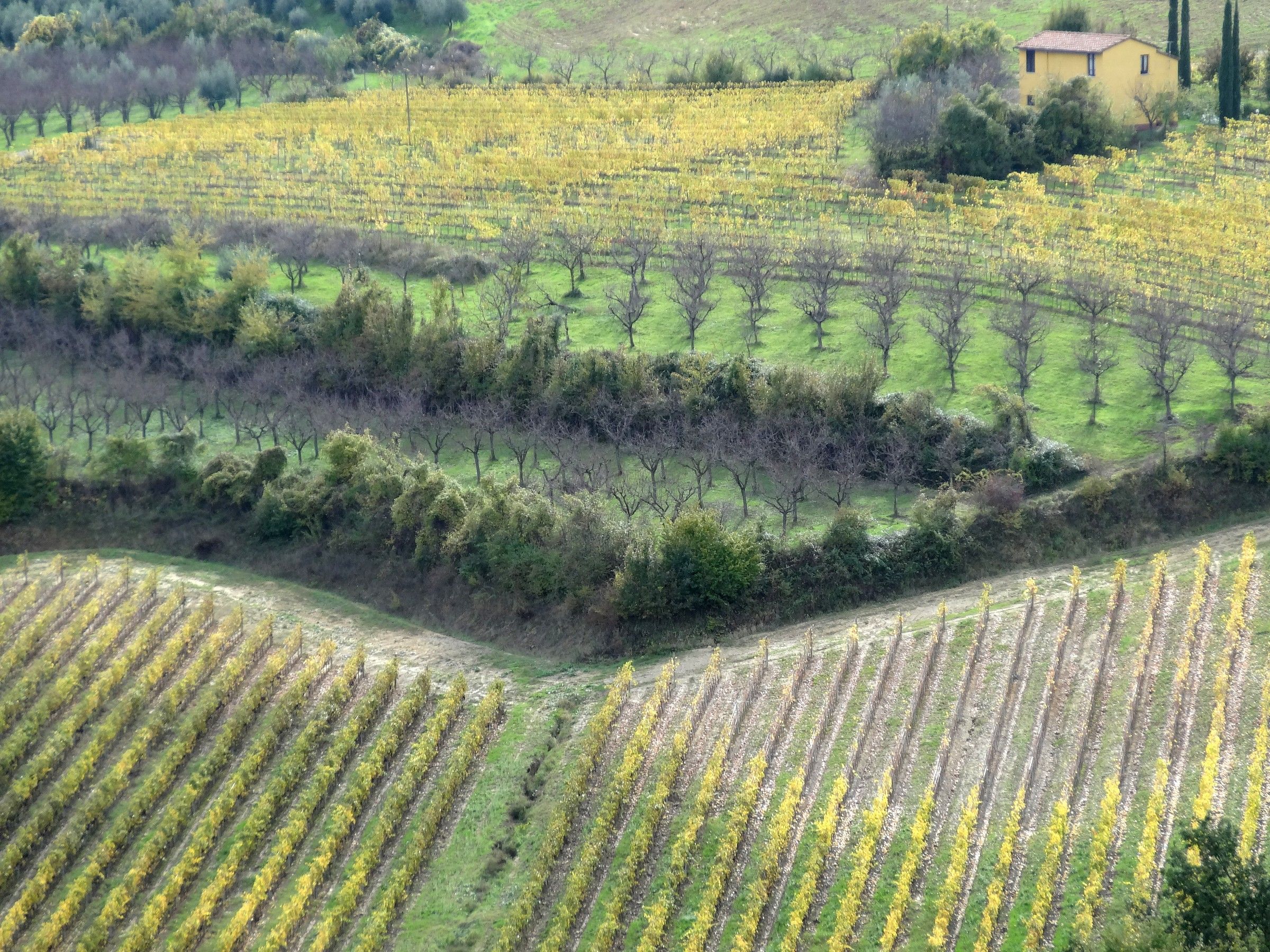 Among the vineyards of Montalcino