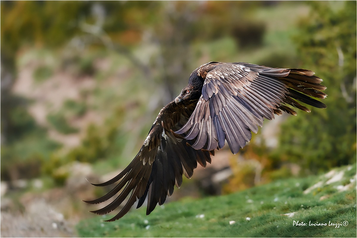 Immature Bearded Vulture (Gypaetus barbatus)