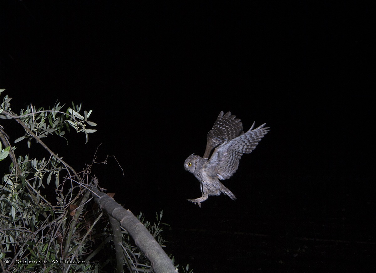 Assiolo in atterraggio _Otus scops_