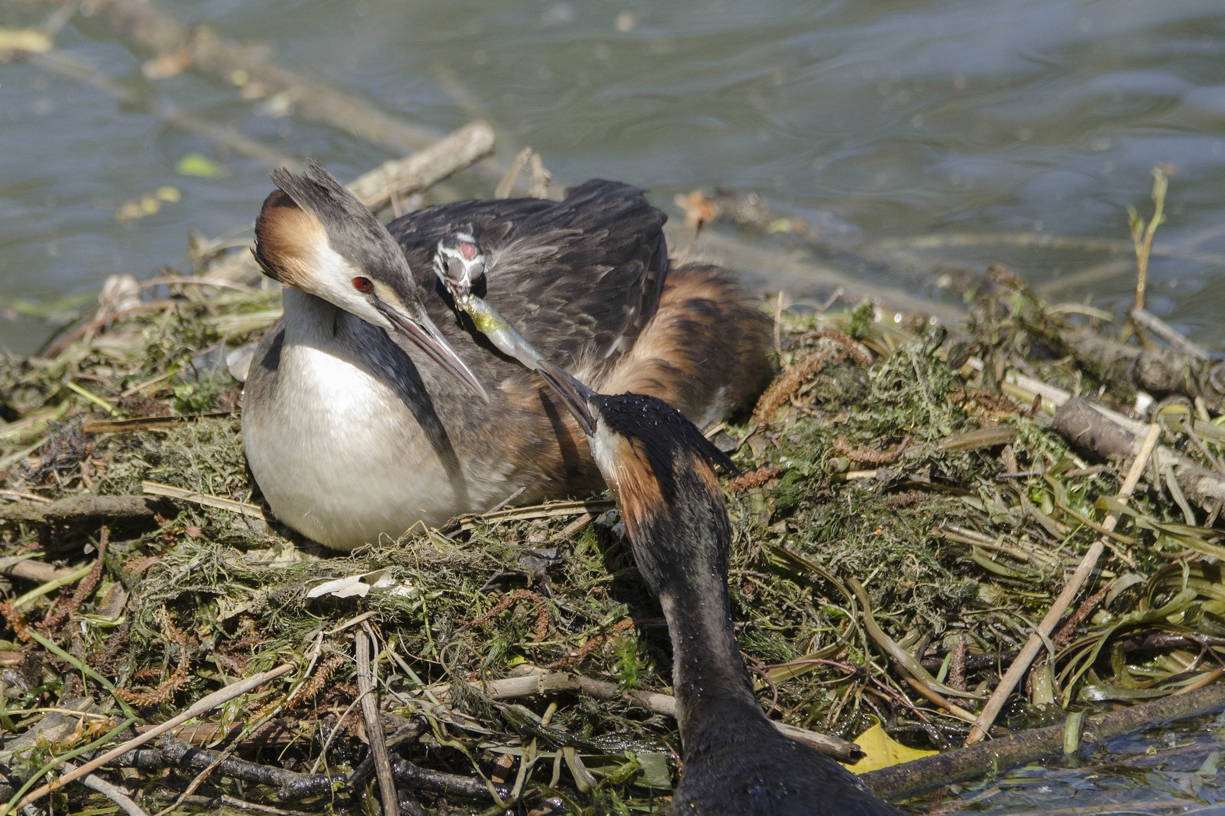 First born at home grebes