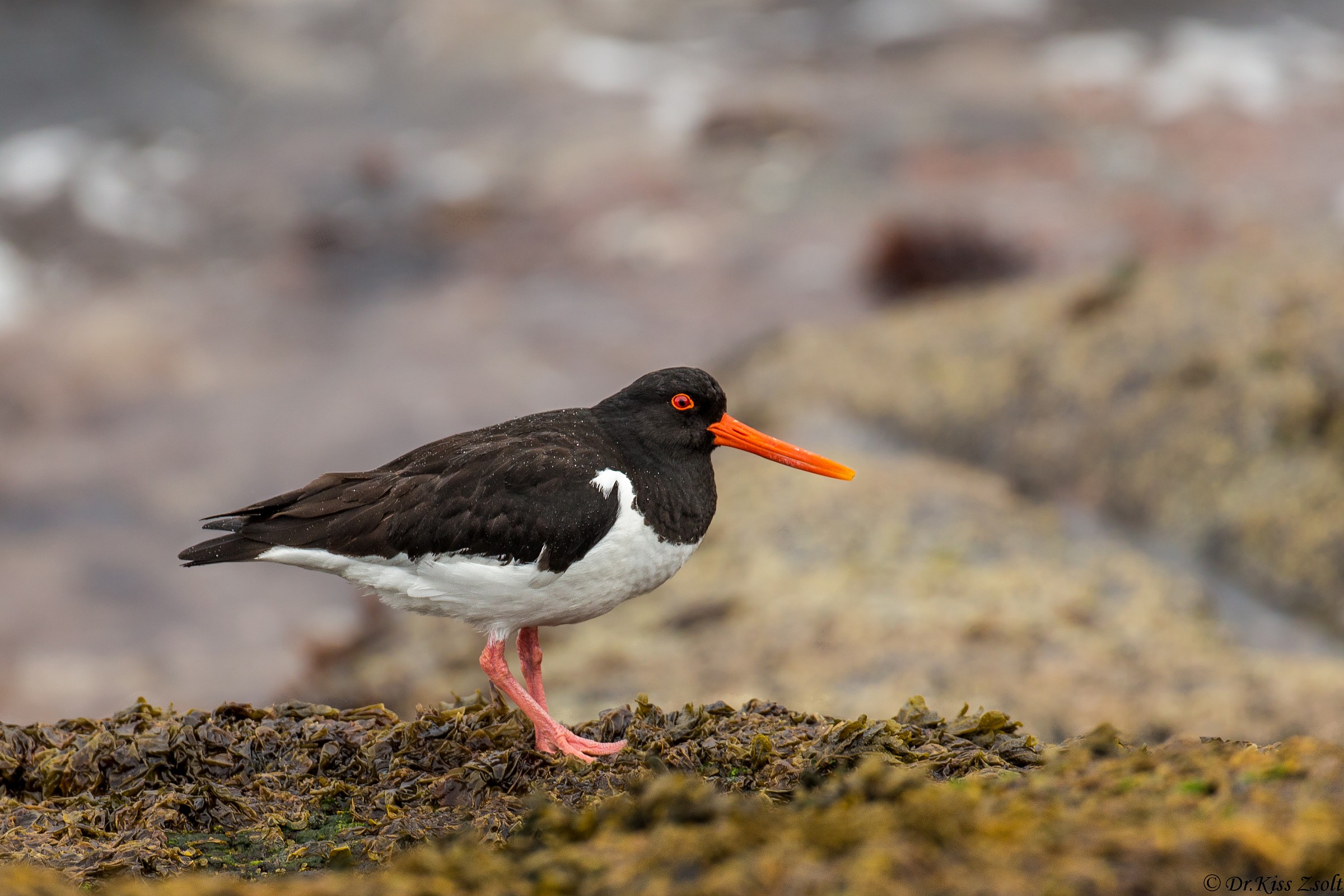 Oystercatcher