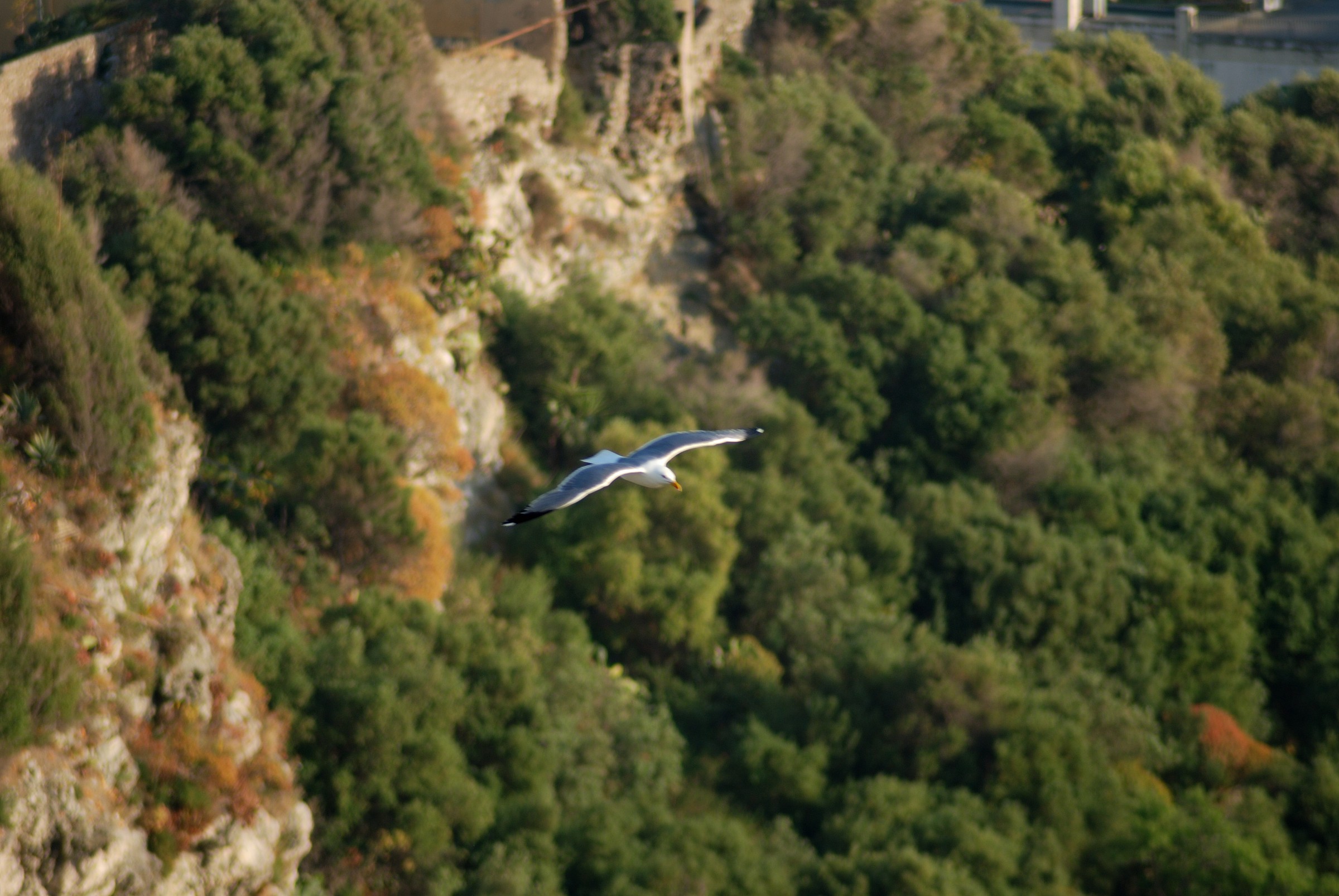Flying over the green