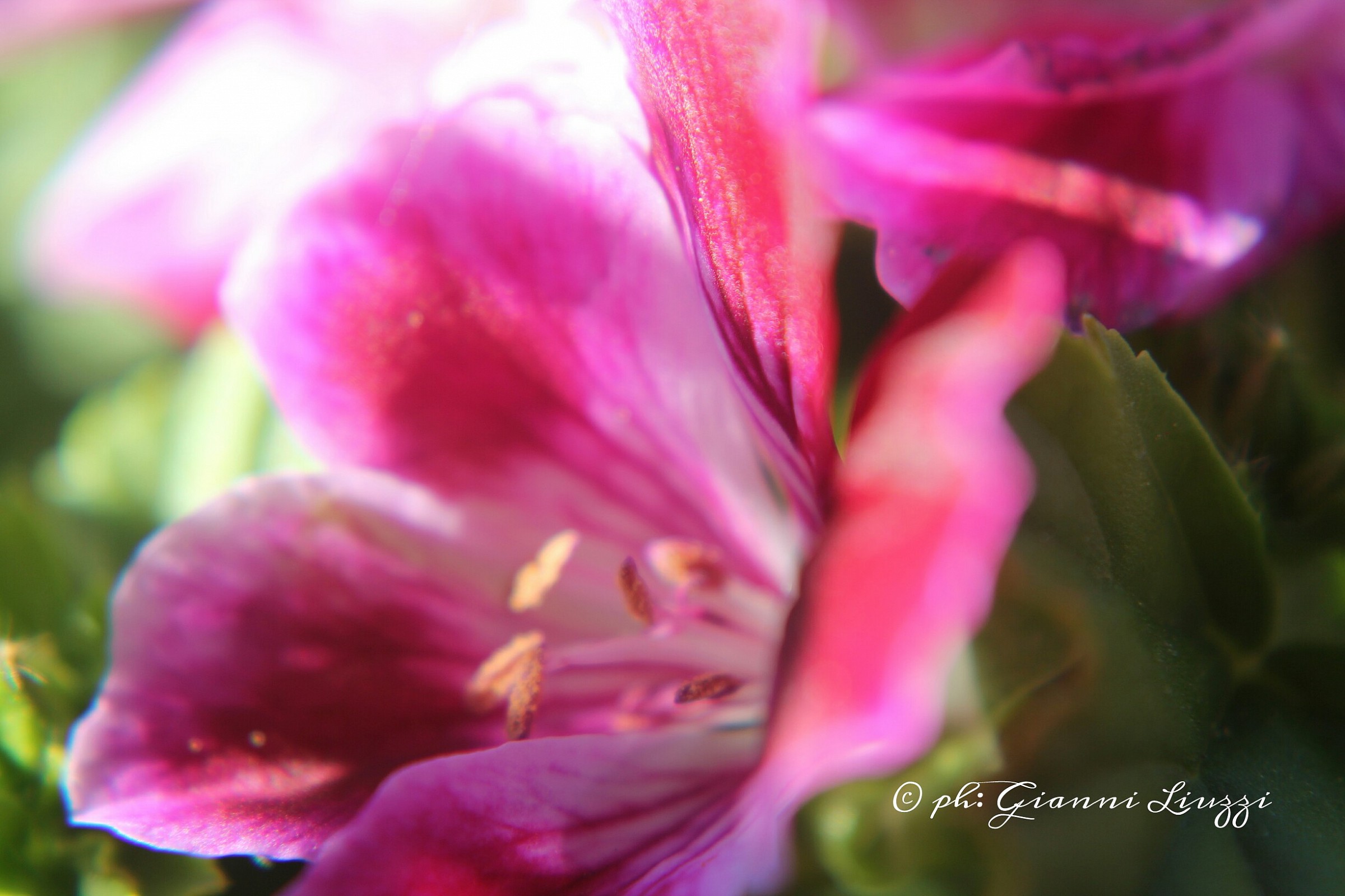 Portrait of a flower