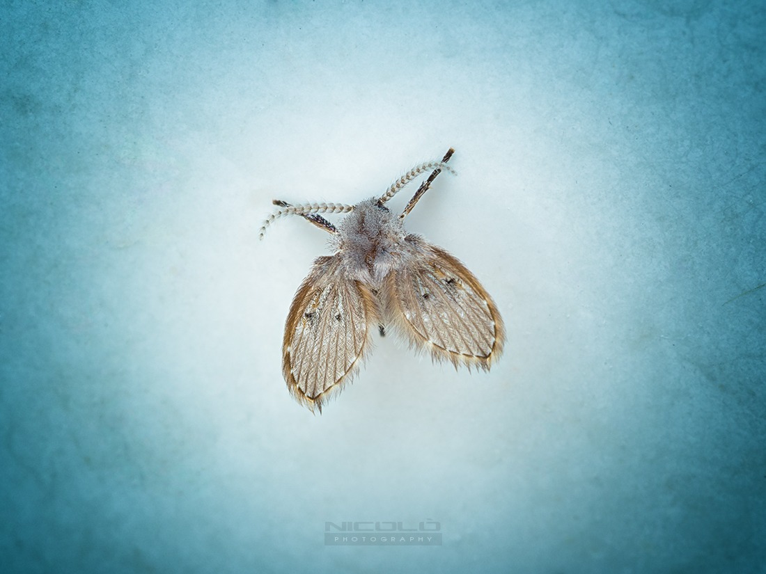 Clogmia albipunctata