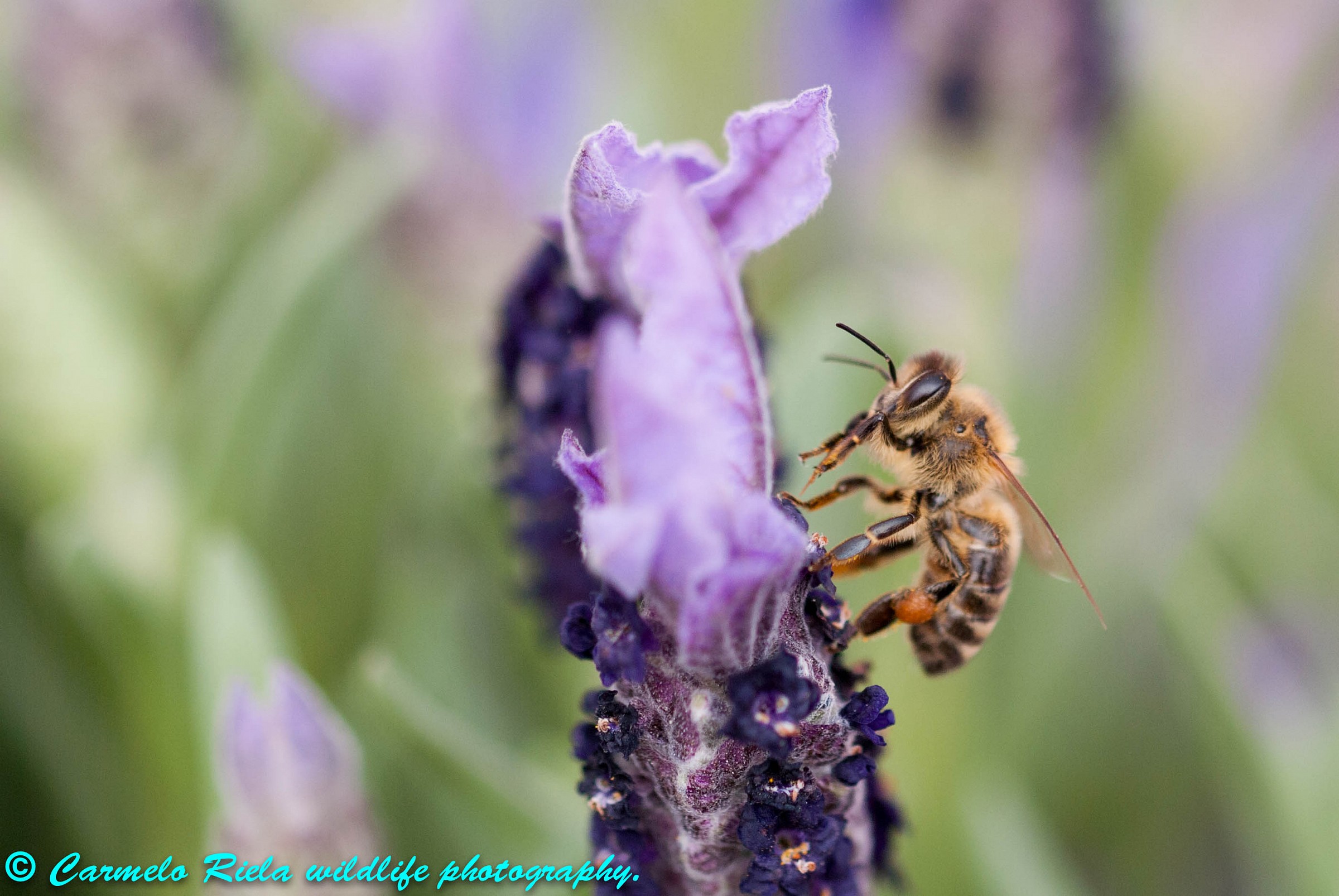 Honey bee on lavender flower.