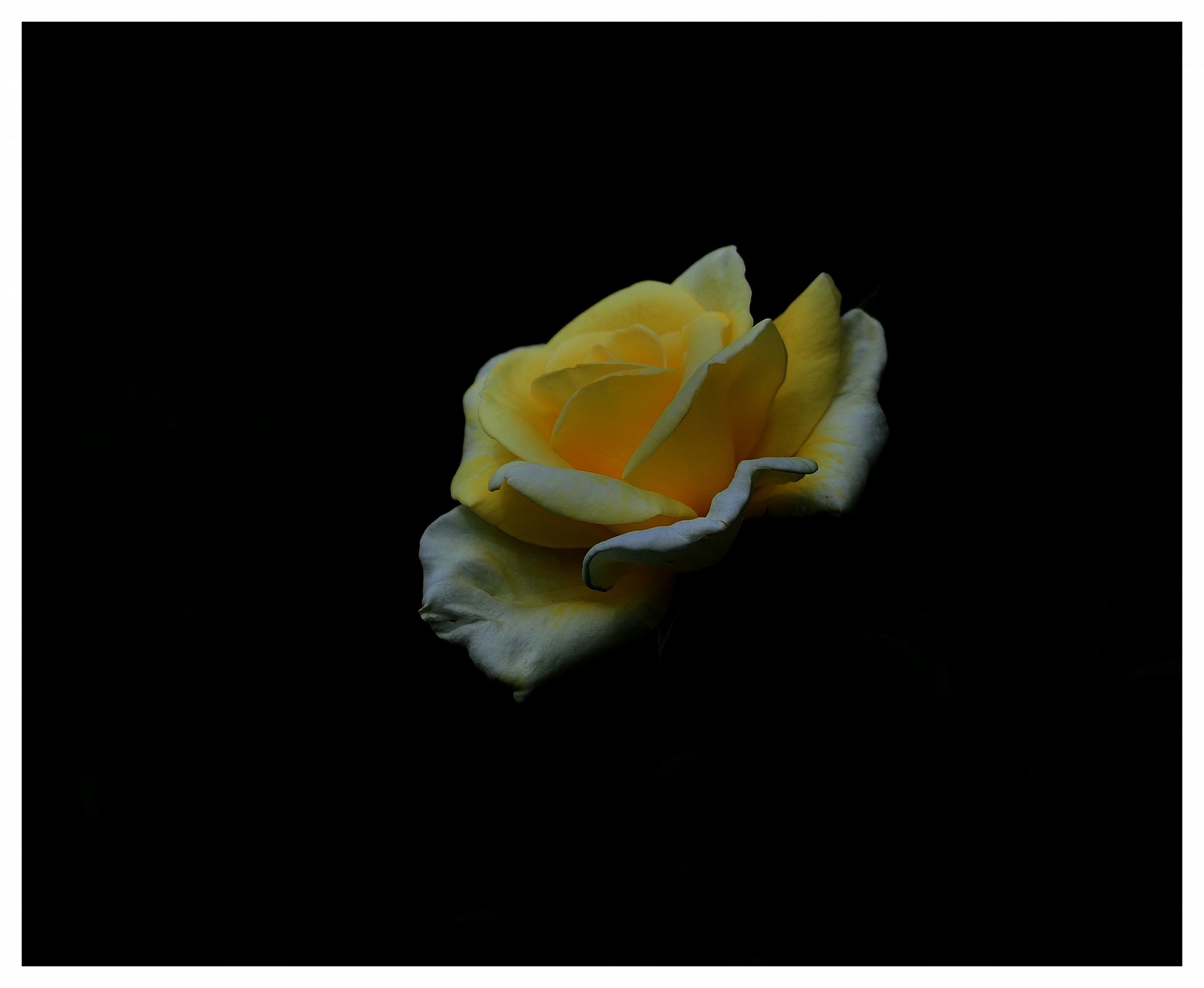 lightness of a rose