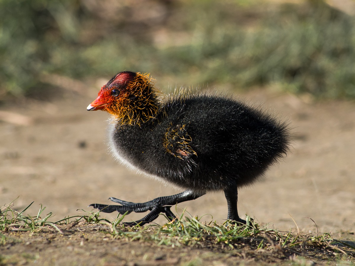 Two steps into the new world