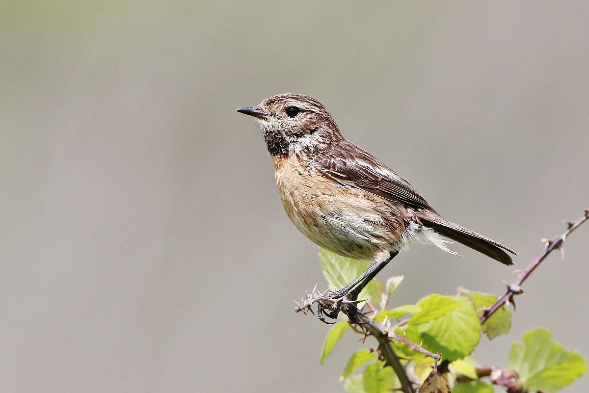 Saltimpalo ( saxicola torquata)