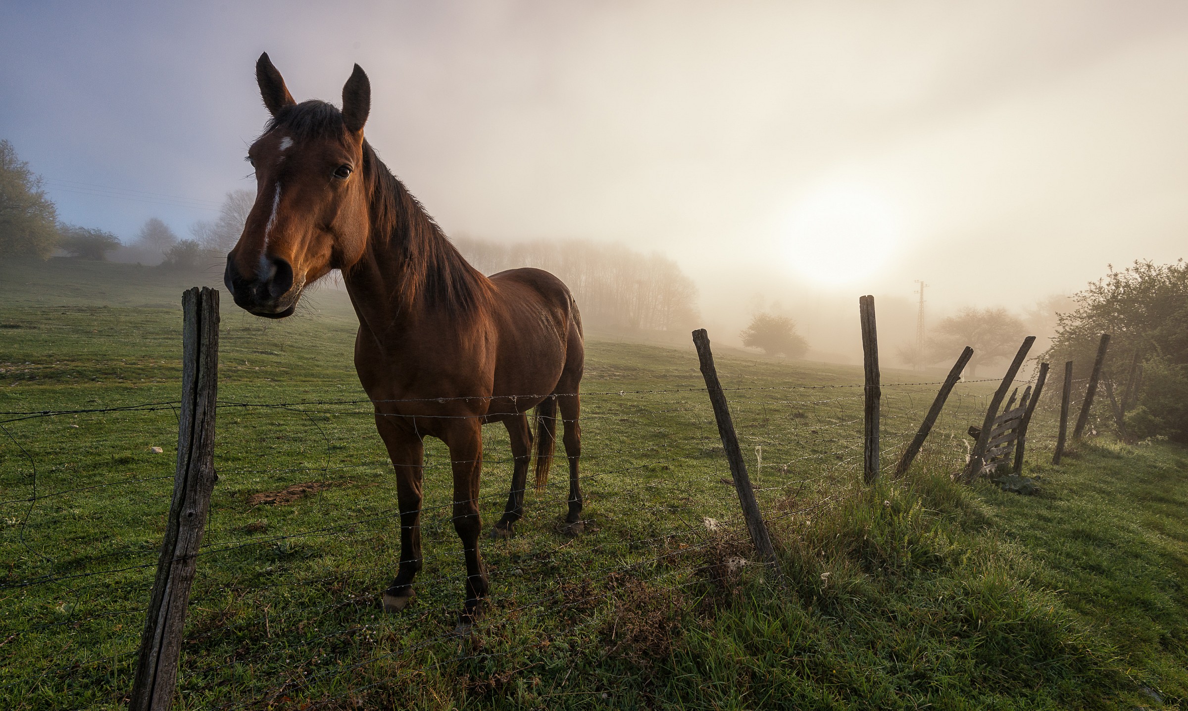 What animals do not say