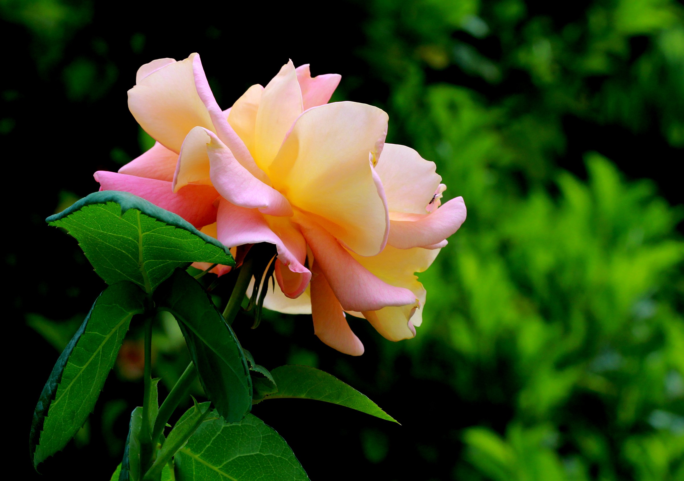 La prima rosa del 2015 seconda versione