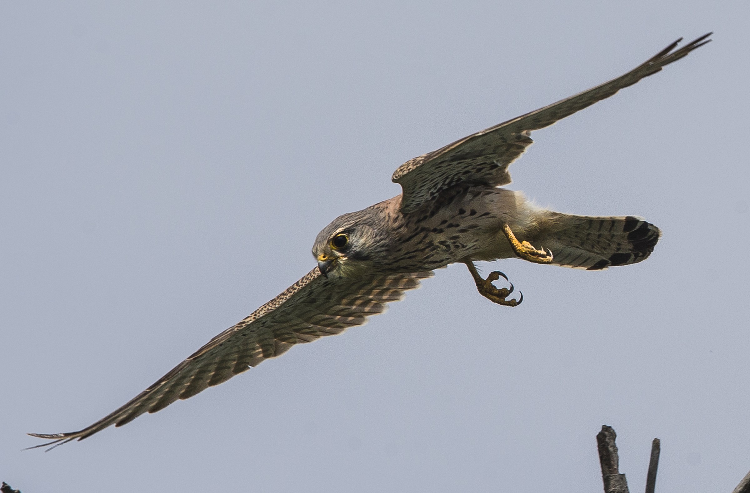 Kestrel