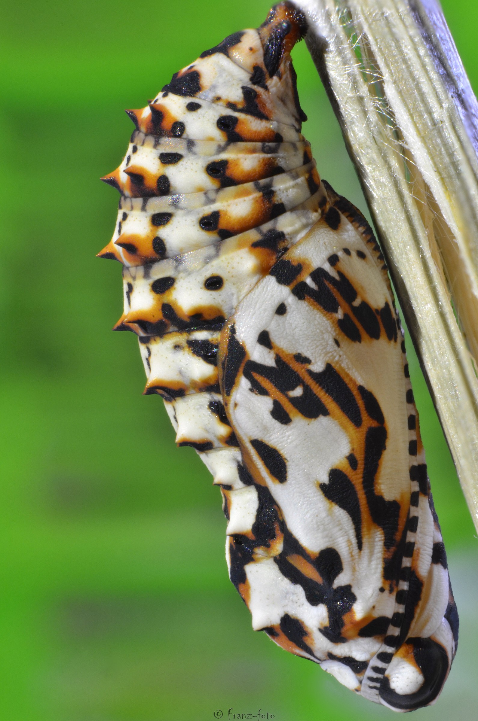 Pupa