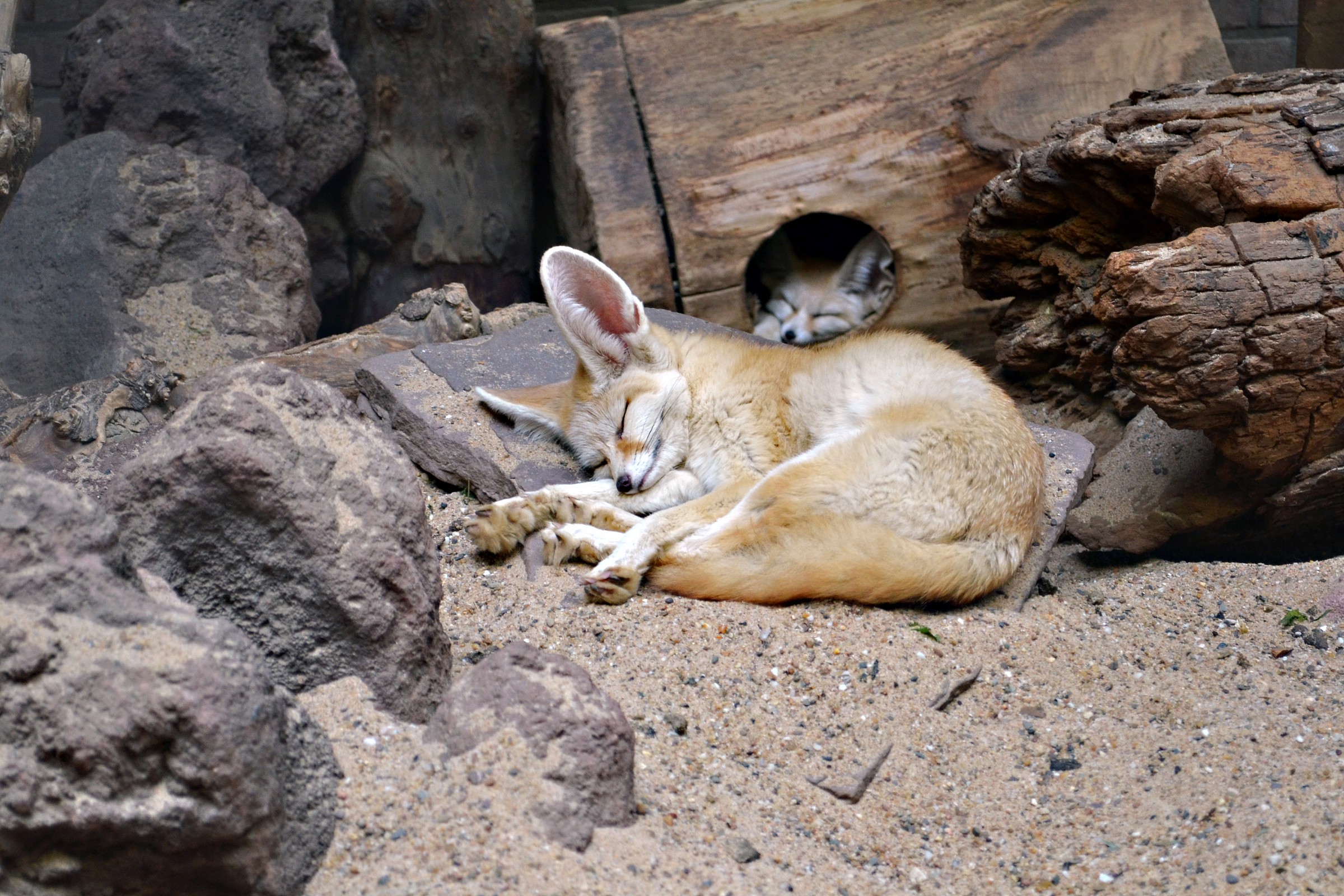 We have some sleepy guys there!