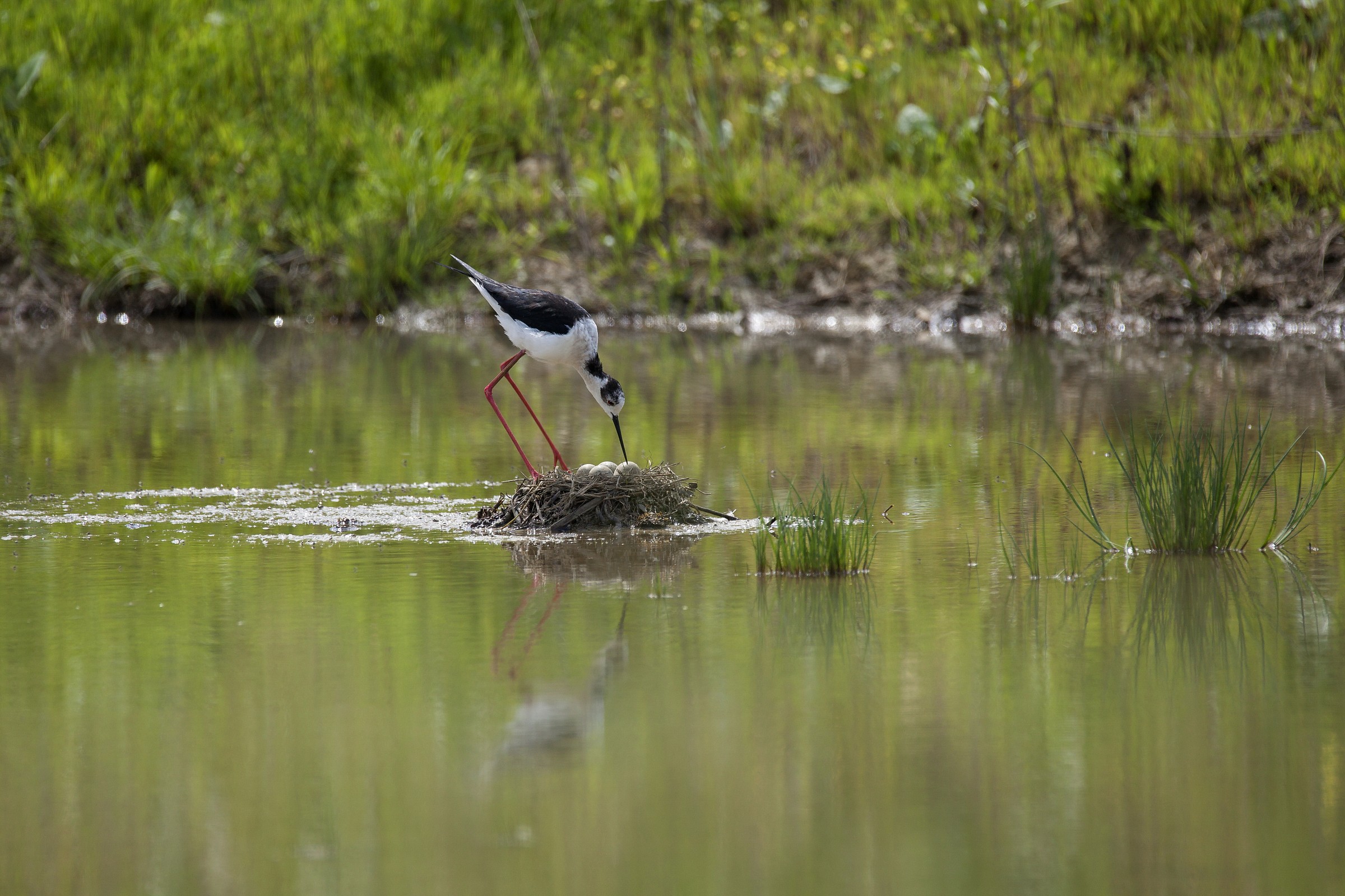 Nest Knights of Italy with eggs