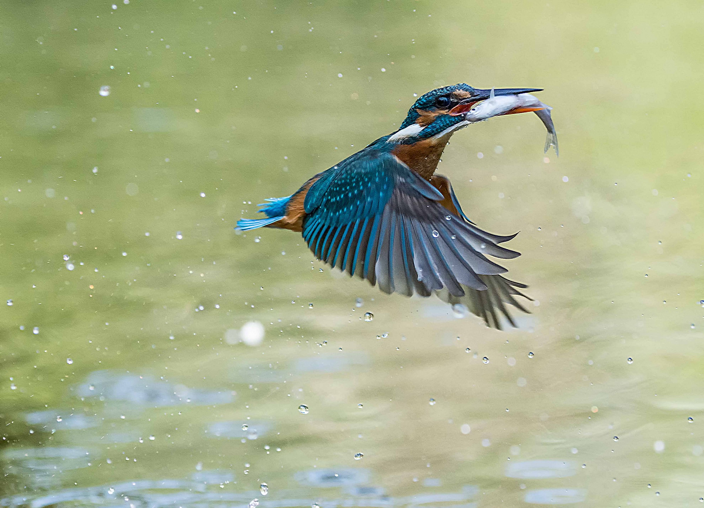 Martino after Fishing