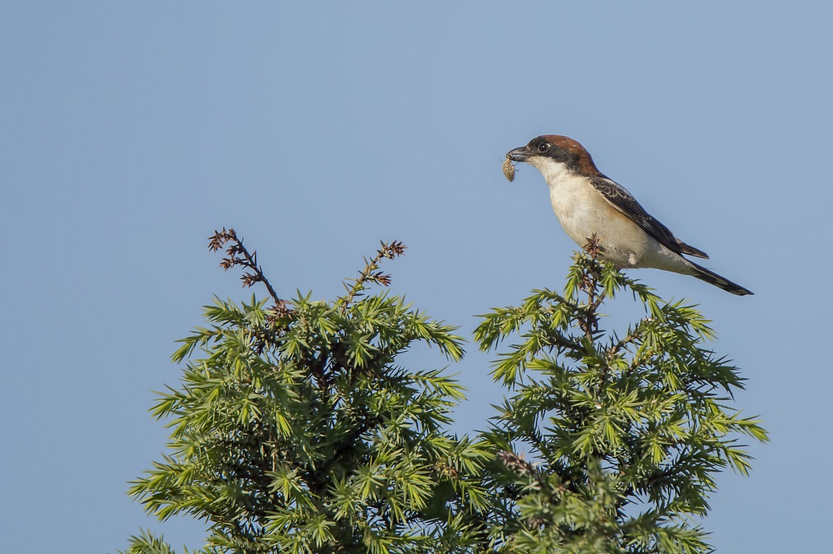 Averla Capirossa con preda