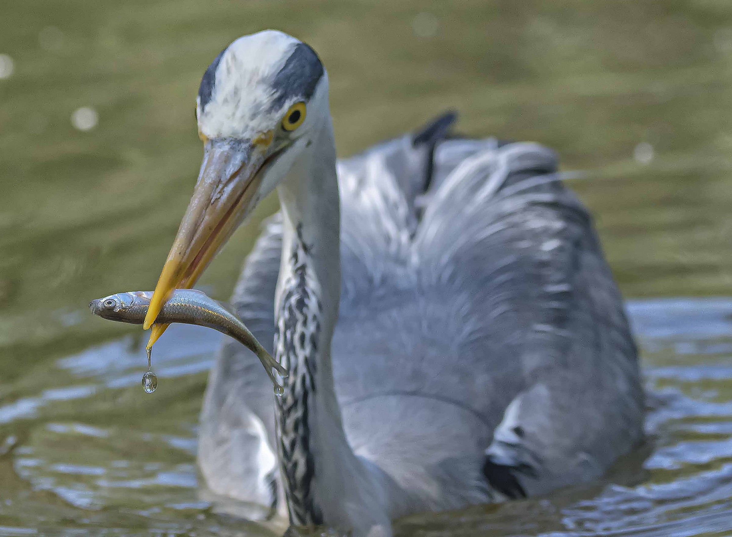 It looks like a swan but it is not