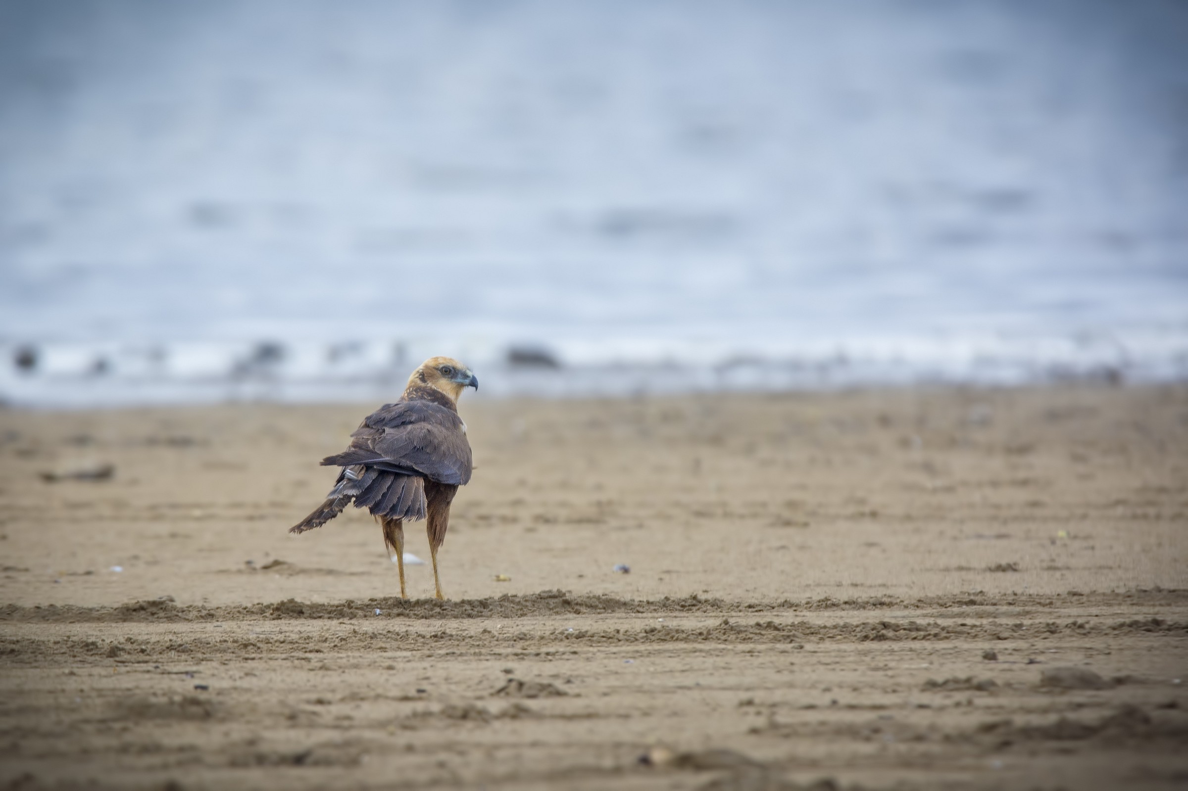 Falco di palude femmina