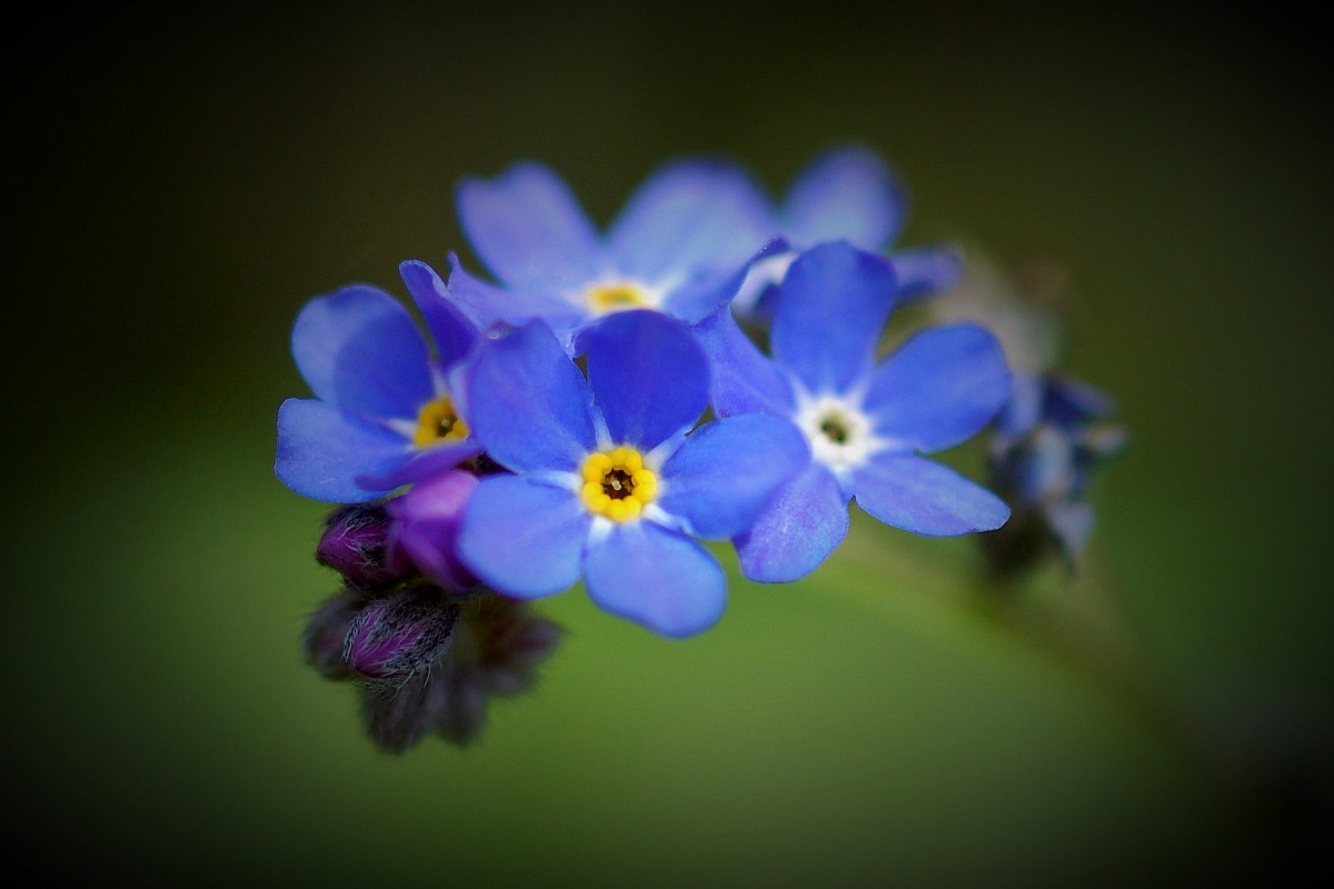 Non ti scordar di me...