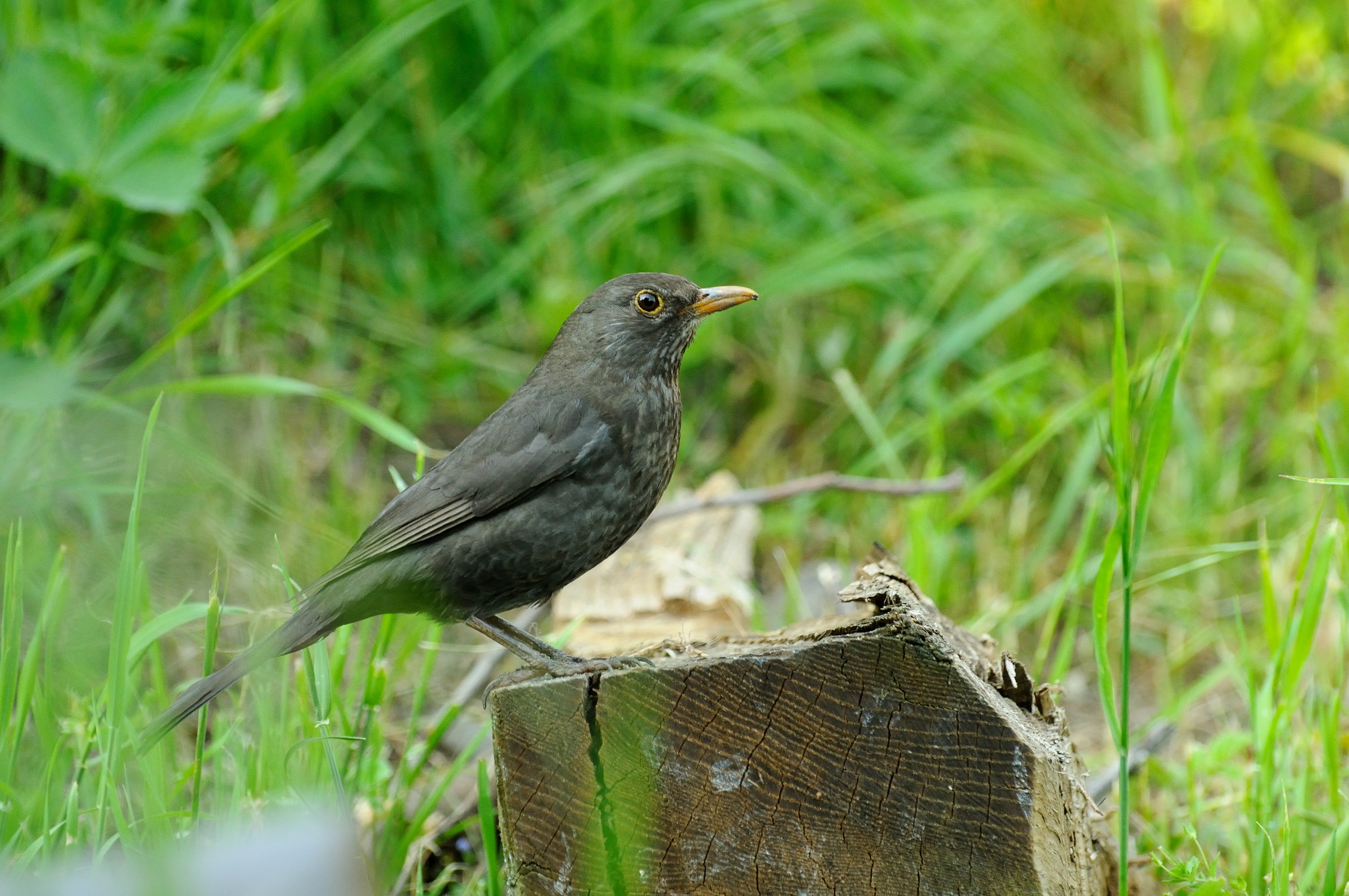 Female blackbird
