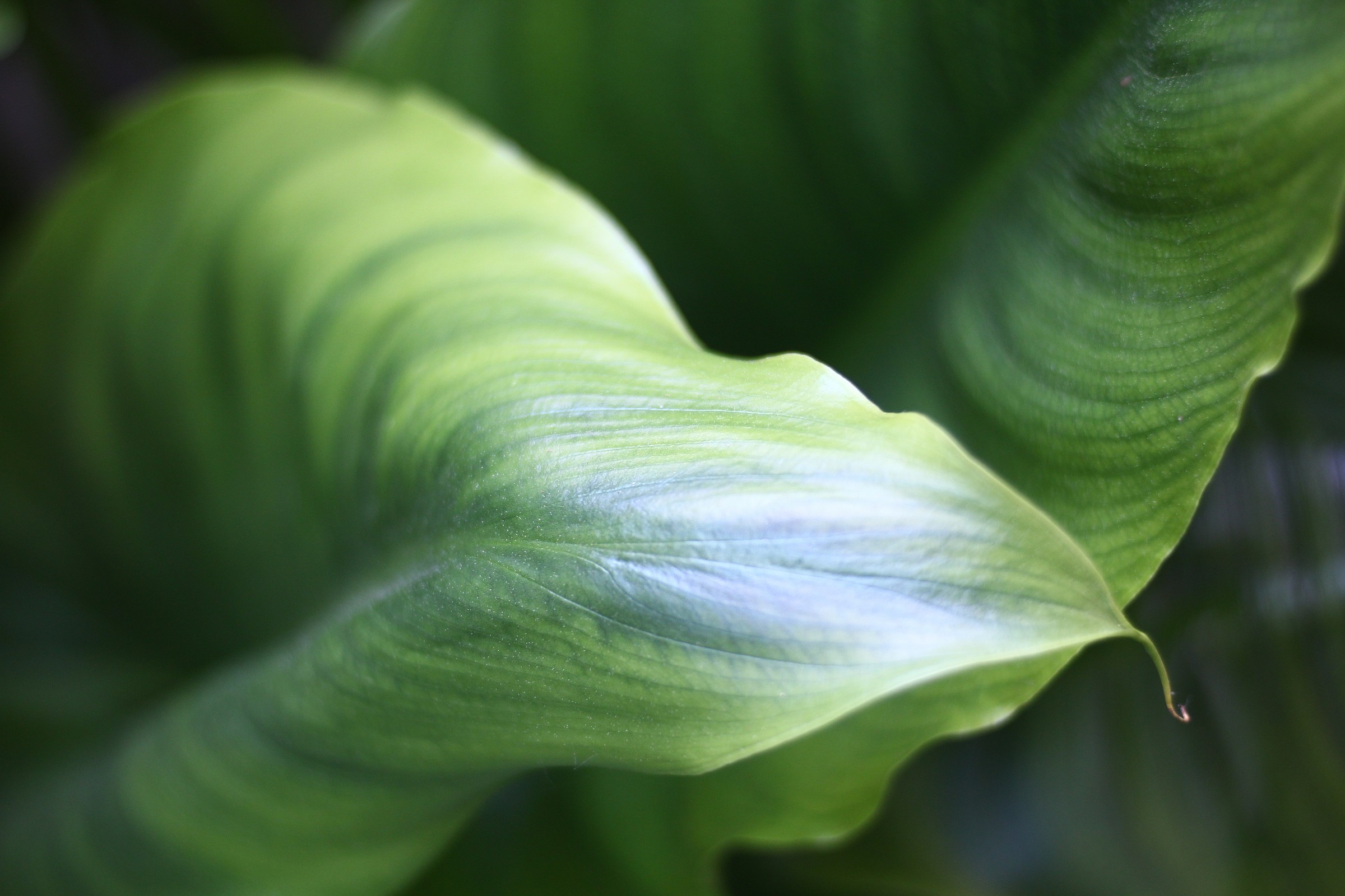 f / 1.9 ISO200 250 / sec