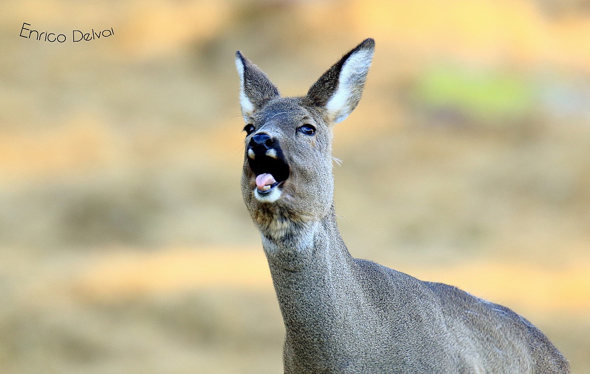 Bracca il capriolo...