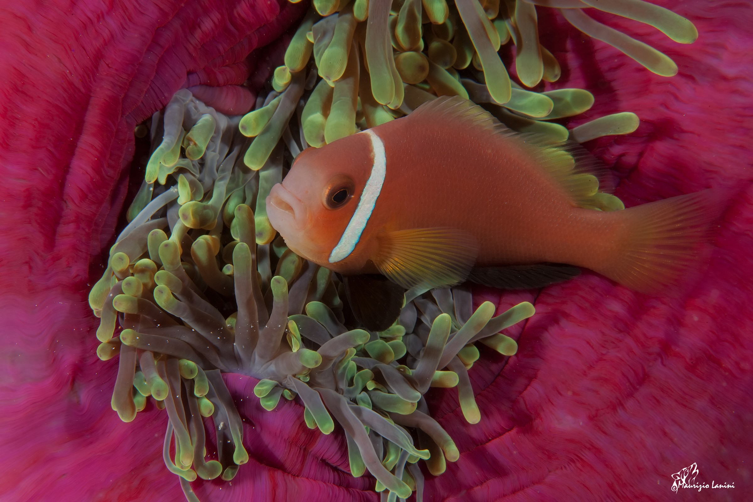 Pesce pagliaccio delle Maldive ( solo HD)