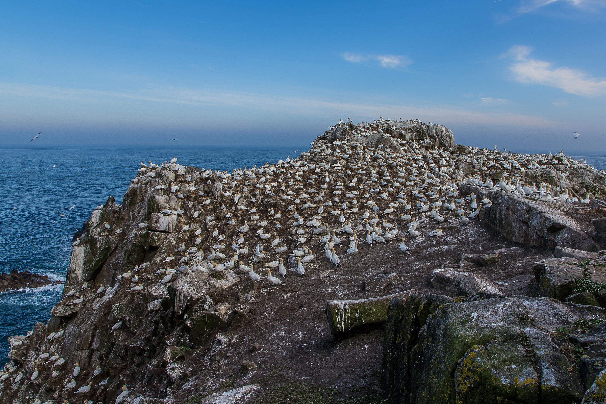 Gannet colony