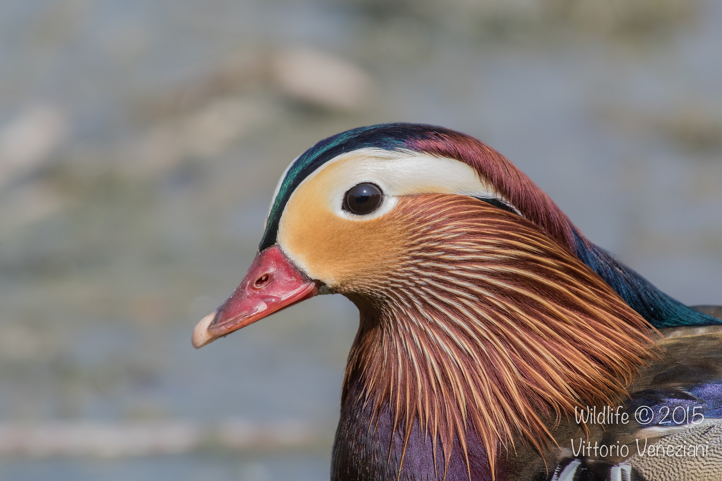 Portrait of Mandarina Duck