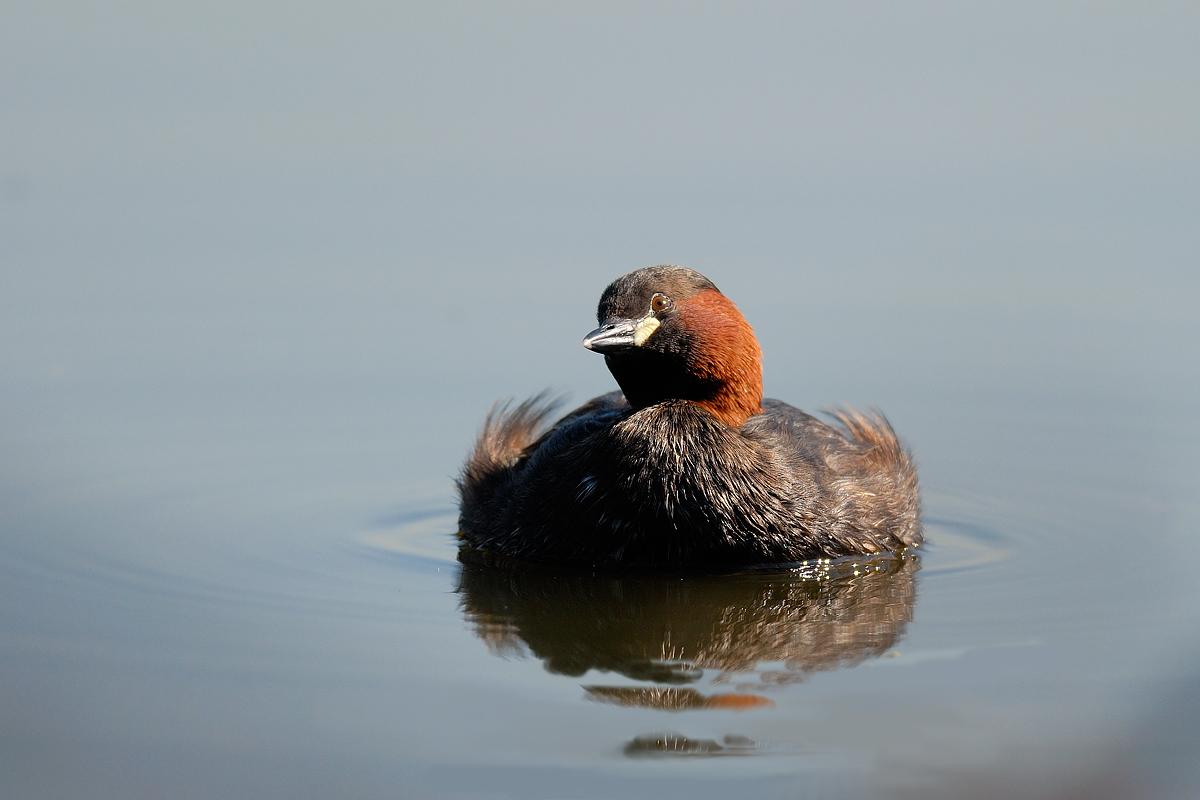 tuffetto - f.6,3  1/1000  iso 400  300mm.f4 +tc.1,4 nik