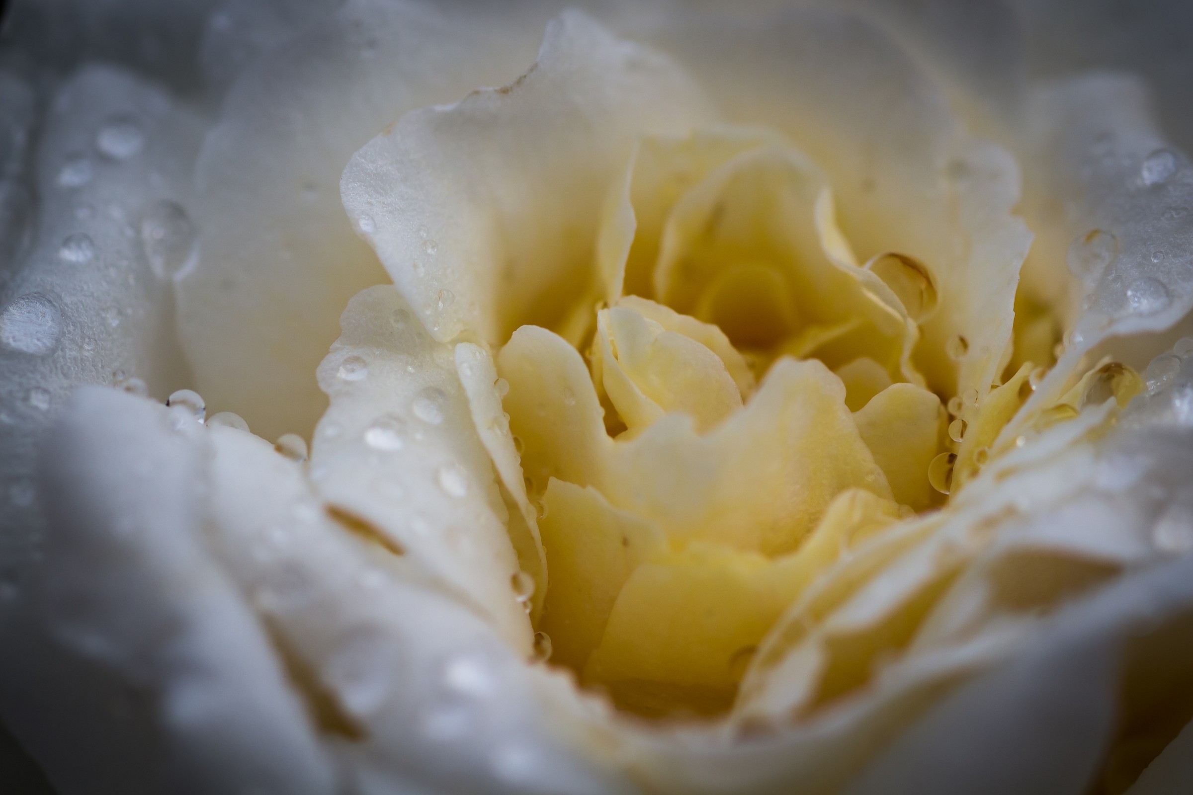 The Heart of a Rose